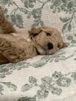 Maple, a female Goldendoodle for sale in Gilbert, AZ – 2 of 10