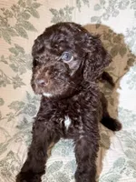 Moose, a male Goldendoodle for sale in Gilbert, AZ – 8 of 10