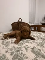 Tank, a male Goldendoodle for sale in Gilbert, AZ – 7 of 10