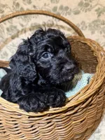 Cade, a male Goldendoodle for sale in Gilbert, AZ – 9 of 10