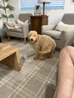 Milo , a male Goldendoodle for sale in Gilbert, AZ – 6 of 7