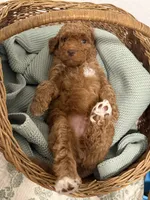 Tank, a male Goldendoodle for sale in Gilbert, AZ – 6 of 10