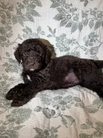 Moose, a male Goldendoodle for sale in Gilbert, AZ – 9 of 10