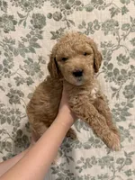 Maple, a female Goldendoodle for sale in Gilbert, AZ – 10 of 10