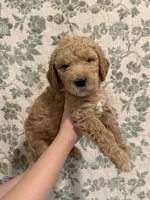 Maple, a female Goldendoodle for sale in Gilbert, AZ – 5 of 10