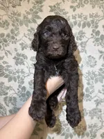 Bear, a male Goldendoodle for sale in Gilbert, AZ – 9 of 10