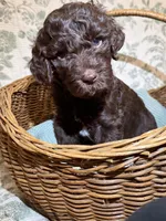 Bear, a male Goldendoodle for sale in Gilbert, AZ – 3 of 10