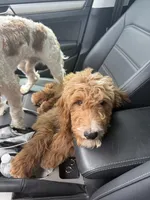 Max, a male Goldendoodle for sale in Gilbert, AZ – 5 of 6