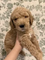 Maple, a female Goldendoodle for sale in Gilbert, AZ – 3 of 10