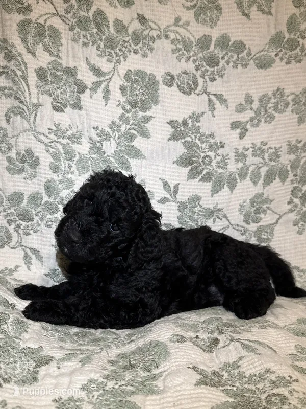 Kalabar  – Goldendoodle puppy for sale in Gilbert, AZ