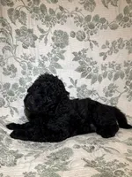Kalabar , a male Goldendoodle for sale in Gilbert, AZ – 1 of 9