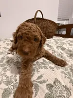 Tank, a male Goldendoodle for sale in Gilbert, AZ – 8 of 10