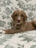 Marnie, a female Goldendoodle for sale in Gilbert, AZ – 4 of 10