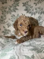 Daphne, a female Goldendoodle for sale in Gilbert, AZ – 5 of 10