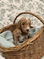 Max, a male Goldendoodle for sale in Gilbert, AZ – 4 of 10