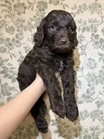 Bear, a male Goldendoodle for sale in Gilbert, AZ – 10 of 10