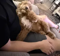 Max, a male Goldendoodle for sale in Gilbert, AZ – 2 of 6