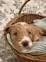 Max, a male Goldendoodle for sale in Gilbert, AZ – 8 of 10