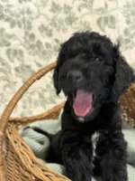 Cade, a male Goldendoodle for sale in Gilbert, AZ – 6 of 10
