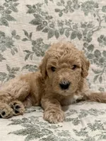 Milo, a male Goldendoodle for sale in Gilbert, AZ – 6 of 8