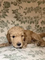Maple, a female Goldendoodle for sale in Gilbert, AZ – 9 of 10