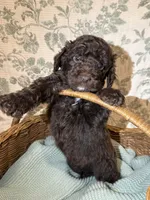 Moose, a male Goldendoodle for sale in Gilbert, AZ – 5 of 10