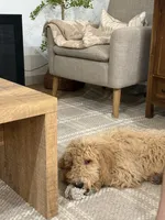 Milo , a male Goldendoodle for sale in Gilbert, AZ – 7 of 7