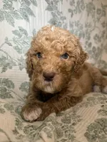 Daphne, a female Goldendoodle for sale in Gilbert, AZ – 3 of 10