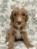 Marnie, a female Goldendoodle for sale in Gilbert, AZ – 8 of 10