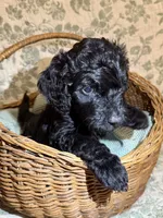 Cade, a male Goldendoodle for sale in Gilbert, AZ – 4 of 10