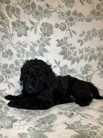 Kalabar , a male Goldendoodle for sale in Gilbert, AZ – 5 of 9