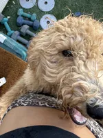 Milo , a male Goldendoodle for sale in Gilbert, AZ – 3 of 7