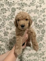 Maple, a female Goldendoodle for sale in Gilbert, AZ – 6 of 10