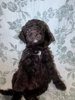Moose, a male Goldendoodle for sale in Gilbert, AZ – 3 of 10