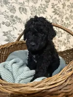 Kalabar , a male Goldendoodle for sale in Gilbert, AZ – 8 of 9
