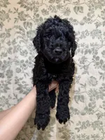 Kalabar , a male Goldendoodle for sale in Gilbert, AZ – 3 of 9