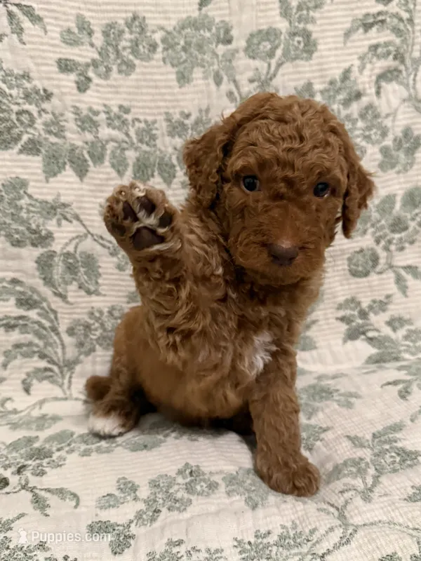 Tank – Goldendoodle puppy for sale in Gilbert, AZ