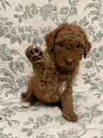 Tank, a male Goldendoodle for sale in Gilbert, AZ – 1 of 10