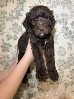 Moose, a male Goldendoodle for sale in Gilbert, AZ – 4 of 10