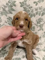 Marnie, a female Goldendoodle for sale in Gilbert, AZ – 3 of 10