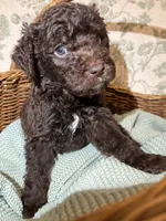 Moose, a male Goldendoodle for sale in Gilbert, AZ – 7 of 10
