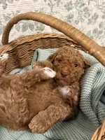 Tank, a male Goldendoodle for sale in Gilbert, AZ – 2 of 10