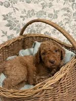 Tank, a male Goldendoodle for sale in Gilbert, AZ – 10 of 10