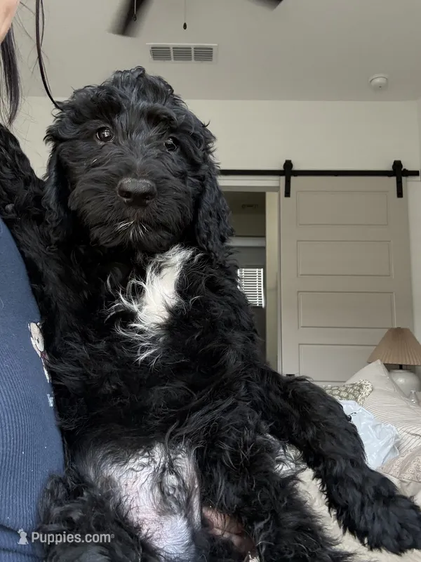 Cade – Goldendoodle puppy for sale in Gilbert, AZ