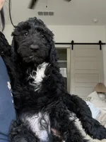 Cade, a male Goldendoodle for sale in Gilbert, AZ – 1 of 10