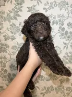 Moose, a male Goldendoodle for sale in Gilbert, AZ – 10 of 10