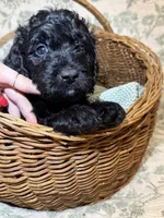 Cade, a male Goldendoodle for sale in Gilbert, AZ – 8 of 10