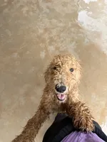 Milo , a male Goldendoodle for sale in Gilbert, AZ – 2 of 7