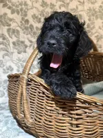Cade, a male Goldendoodle for sale in Gilbert, AZ – 2 of 10
