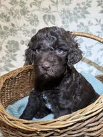 Bear, a male Goldendoodle for sale in Gilbert, AZ – 5 of 10
